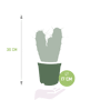 Myrtillocactus geometrizans afmetingen